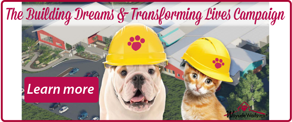 Welcome To Wayside Waifs Wayside Waifs - 