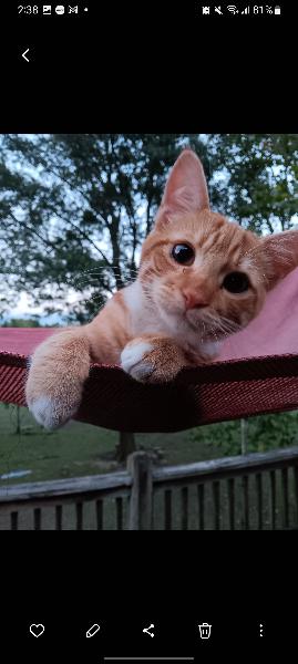 6mos Male Orange Cat