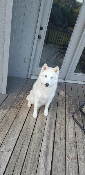 Missing Husky in South KCMO