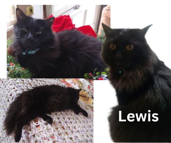 Have you seen Lewis?