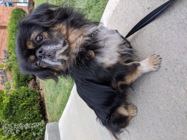 Missing black and tan Pekingese around 41st and Forest Ave.